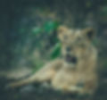 Image by Vivek Doshi
