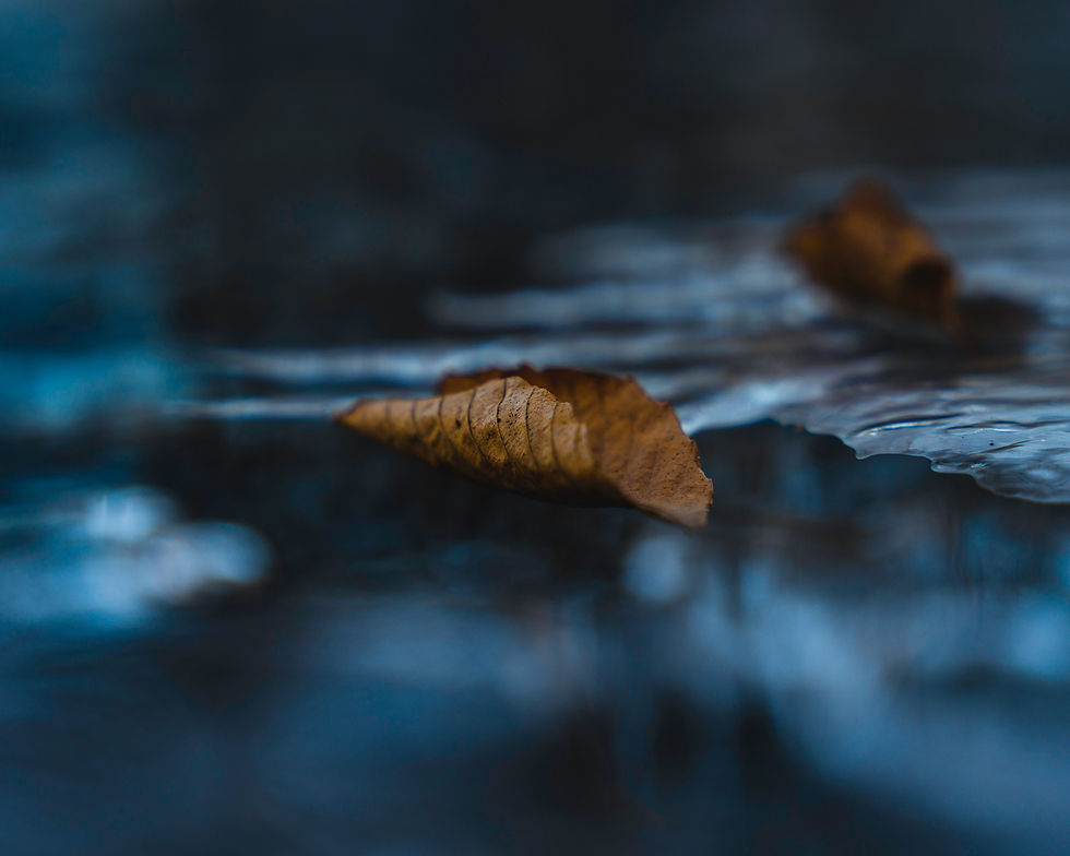 A single leaf resting on gently moving water, reflecting stillness, trust, and the quiet rhythm of life
