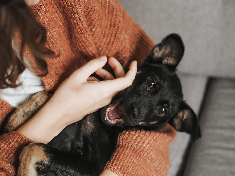 dog smiling happily after acupressure with owner