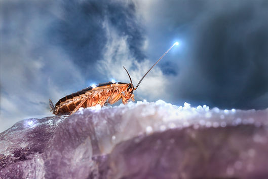 German Cockroaches extermination las vegas