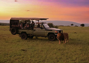 Lion close to open safari vehicle with guests during a fly-in safari from Zanzibar