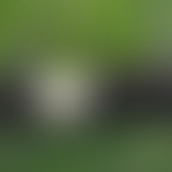 Ganado bovino en revisión sanitaria para control del gusano barrenador.