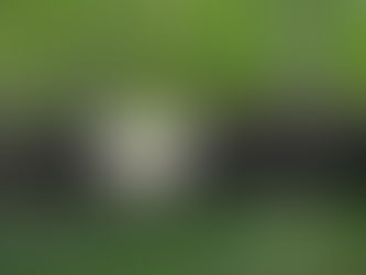 Ganado bovino en revisión sanitaria para control del gusano barrenador.