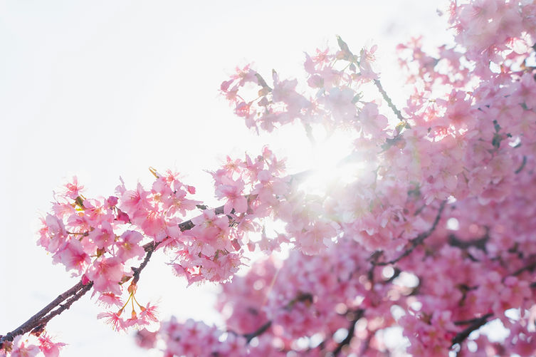 Image by Ryunosuke Kikuno