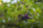 Ripe elderberries hanging from the shrub