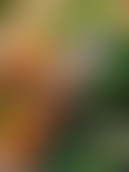 Horticulture Sector Reaches Record $18.4 Billion Production Value