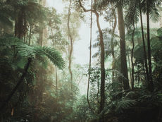 Sinharaja: Inside Sri Lanka's Ancient Rainforest