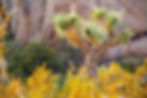 Joshua Tree National Park