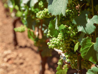 Blanc de Blancs Growers: Chardonnay at Its Purest