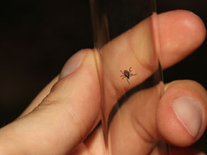 Malattia di Lyme, un aiuto dalla natura
