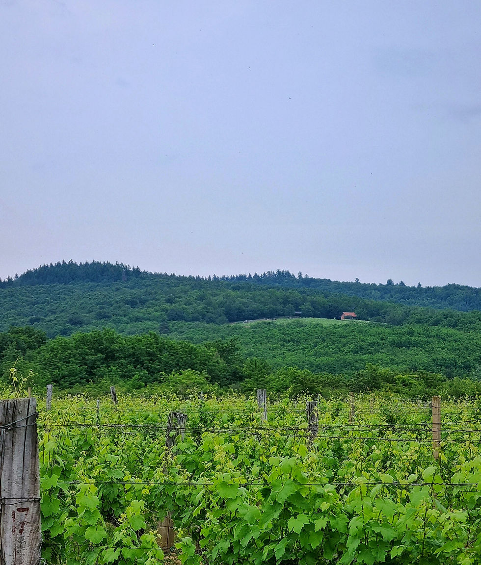 Kentucky Vineyard