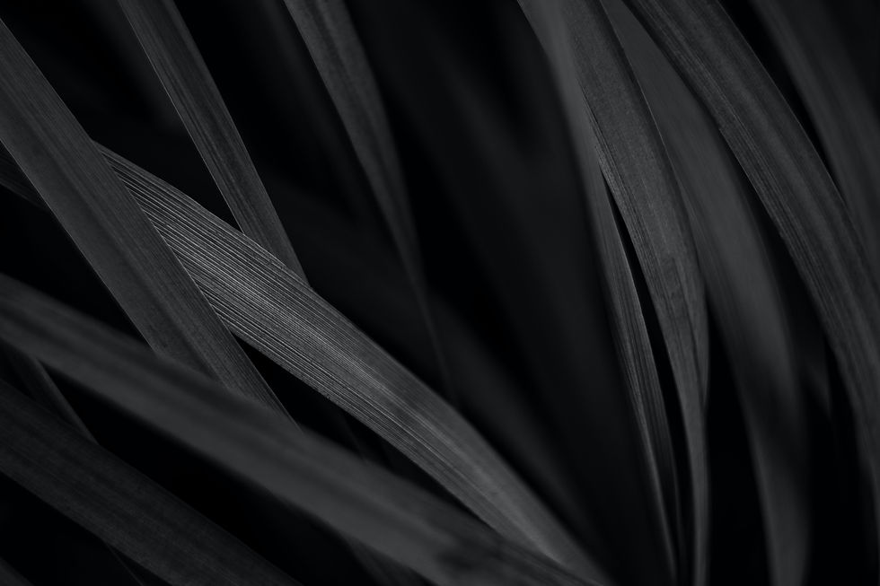 Image by Nadiya Ploschenko