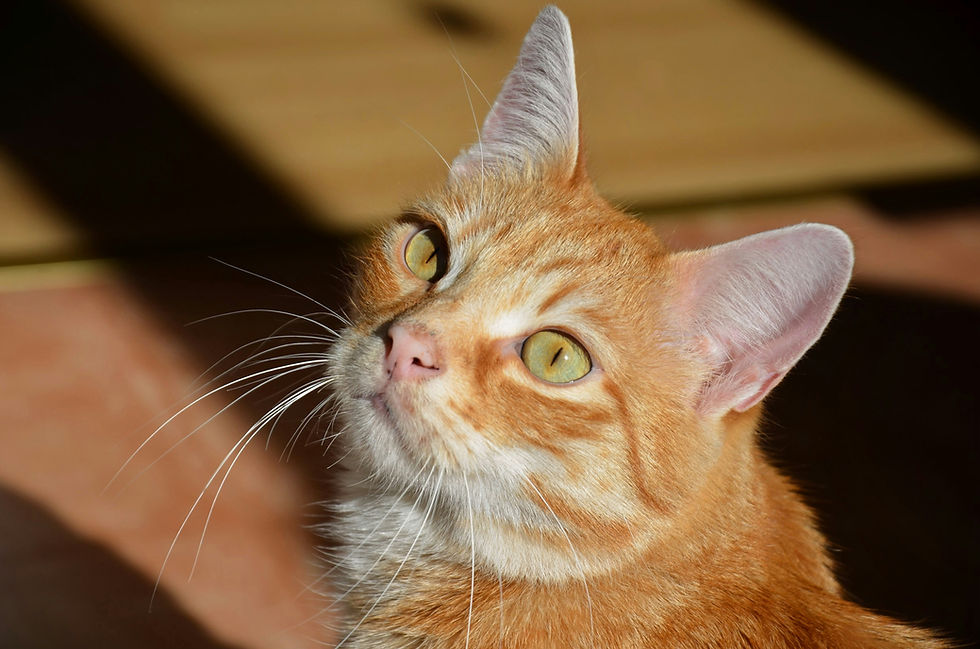 Close-up of an orange tabby cat with green eyes, looking up