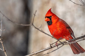 Cardinal on a tree