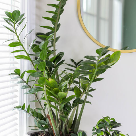 ZZ Plant Care: Easy Tips for a Healthy Zamioculcas Zamiifolia
