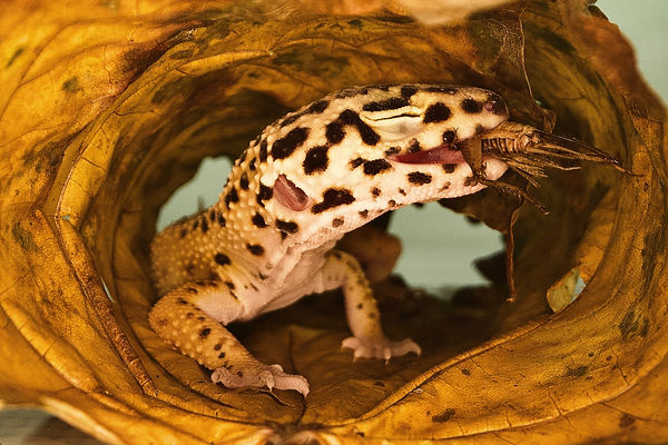 Image by Andrey Tikhonovskiy