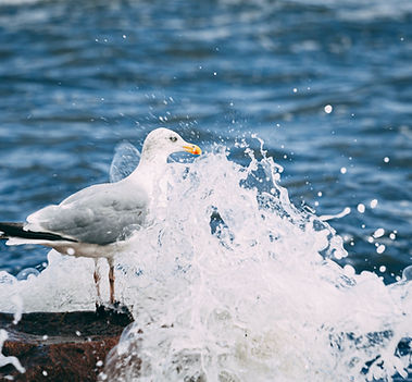 Herring Gull