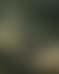 dog in shade