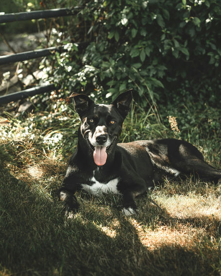 dog in shade