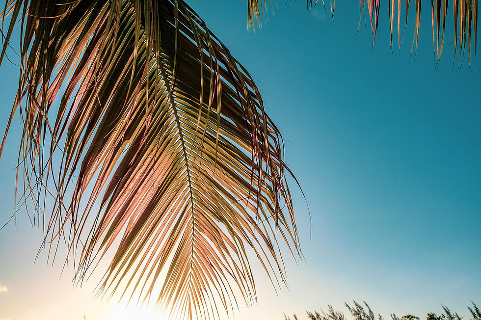 Image by Nicole Keller