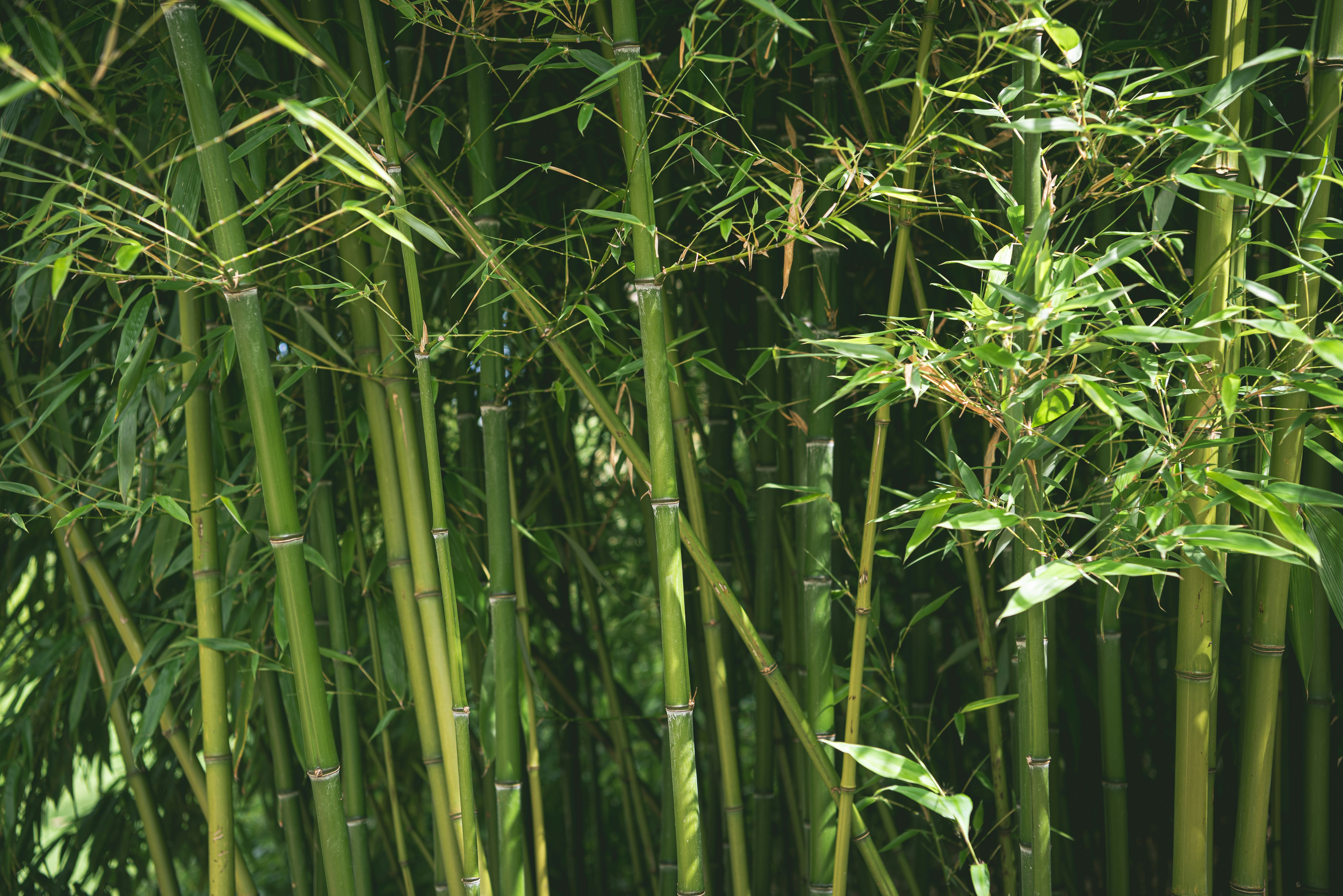 The Eco-Warrior's Guide to Bamboo Products