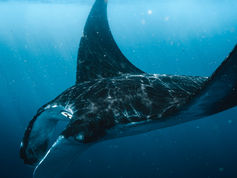 Manta rays expose the weak links in ocean protection