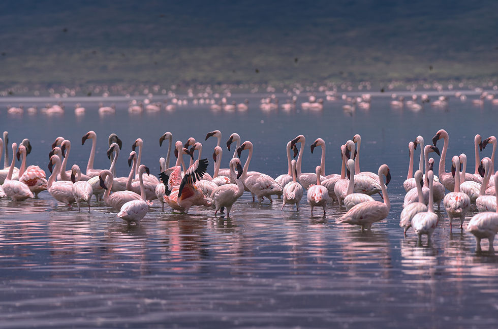 Image by Bisakha Datta