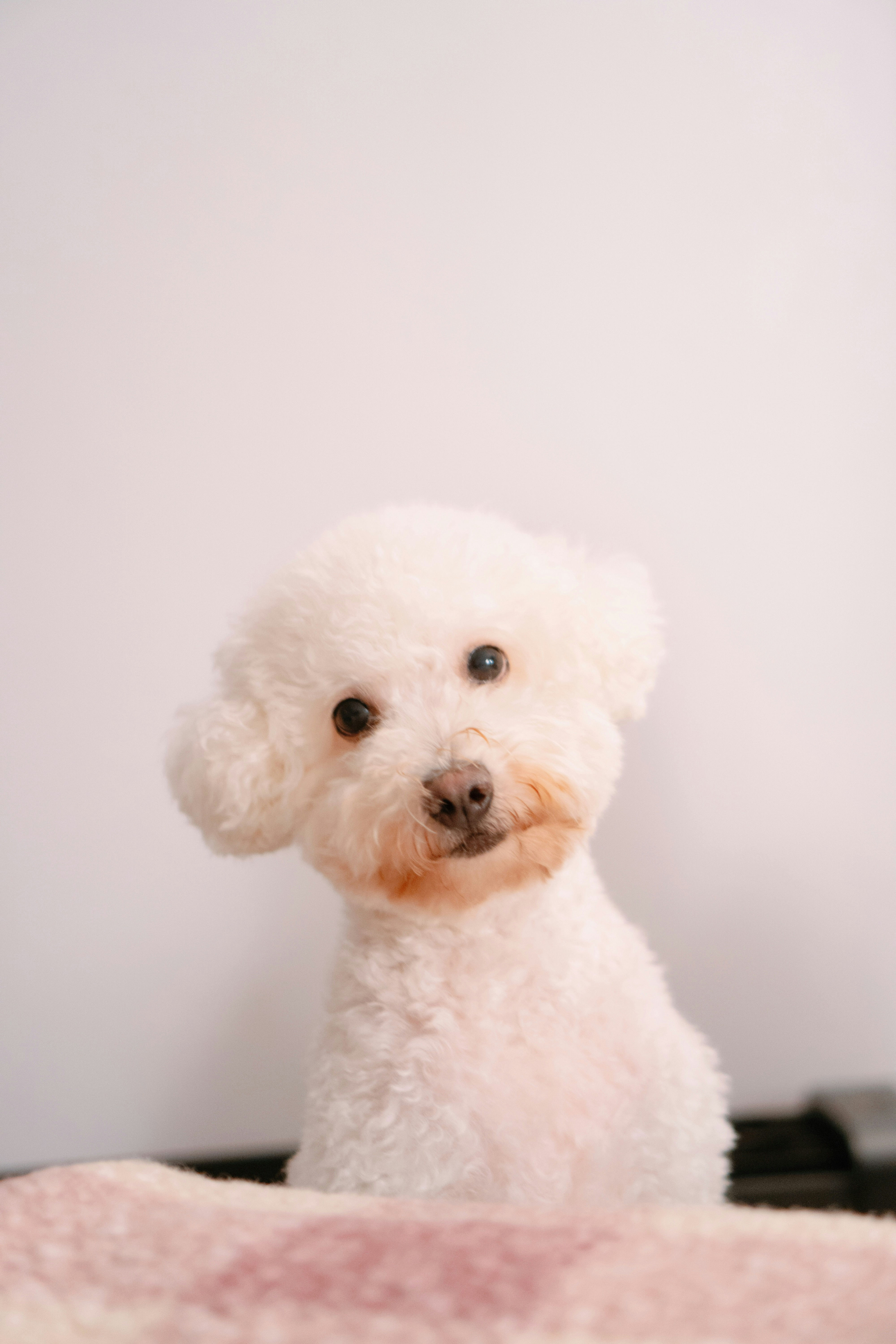 Small fluffy white dog after grooming