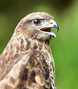Image by Bruno van der Kraan