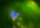 A blue iridescent moth delicately balancing on a flower, symbolizing resilience, transformation, and inner healing.