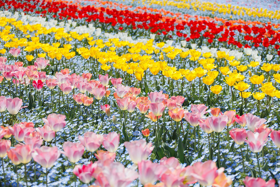 Image by Gaku Suyama