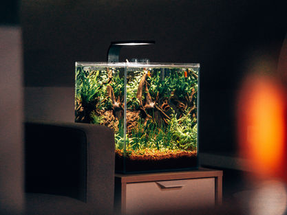 Dekoracija akvarijuma – zašto su drvo i kamenje iz naše ponude ključni za zdrav akvarijum