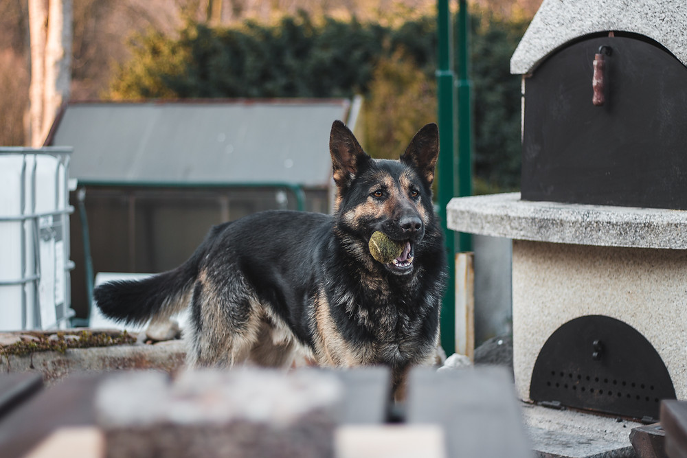 Duitse Herder staat met tennisbal in zijn mond in de tuin