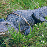 FLORIDA GATORS 2026 - Le guide 2026