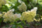Panicle Hydrangea