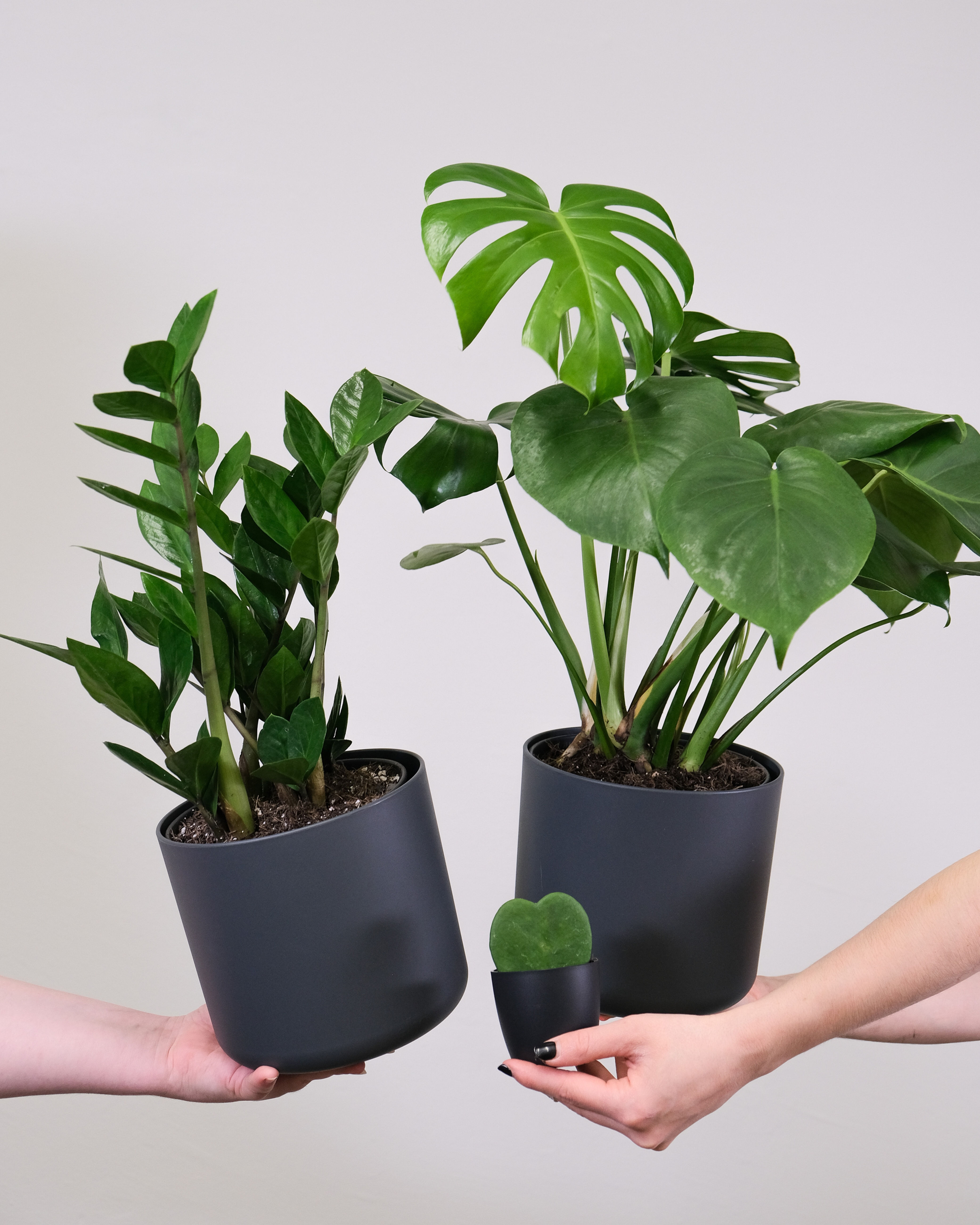 indoor plant bundle, low maintenance indoor plants, air-purifying indoor plants, office décor plants, home greenery, stylish