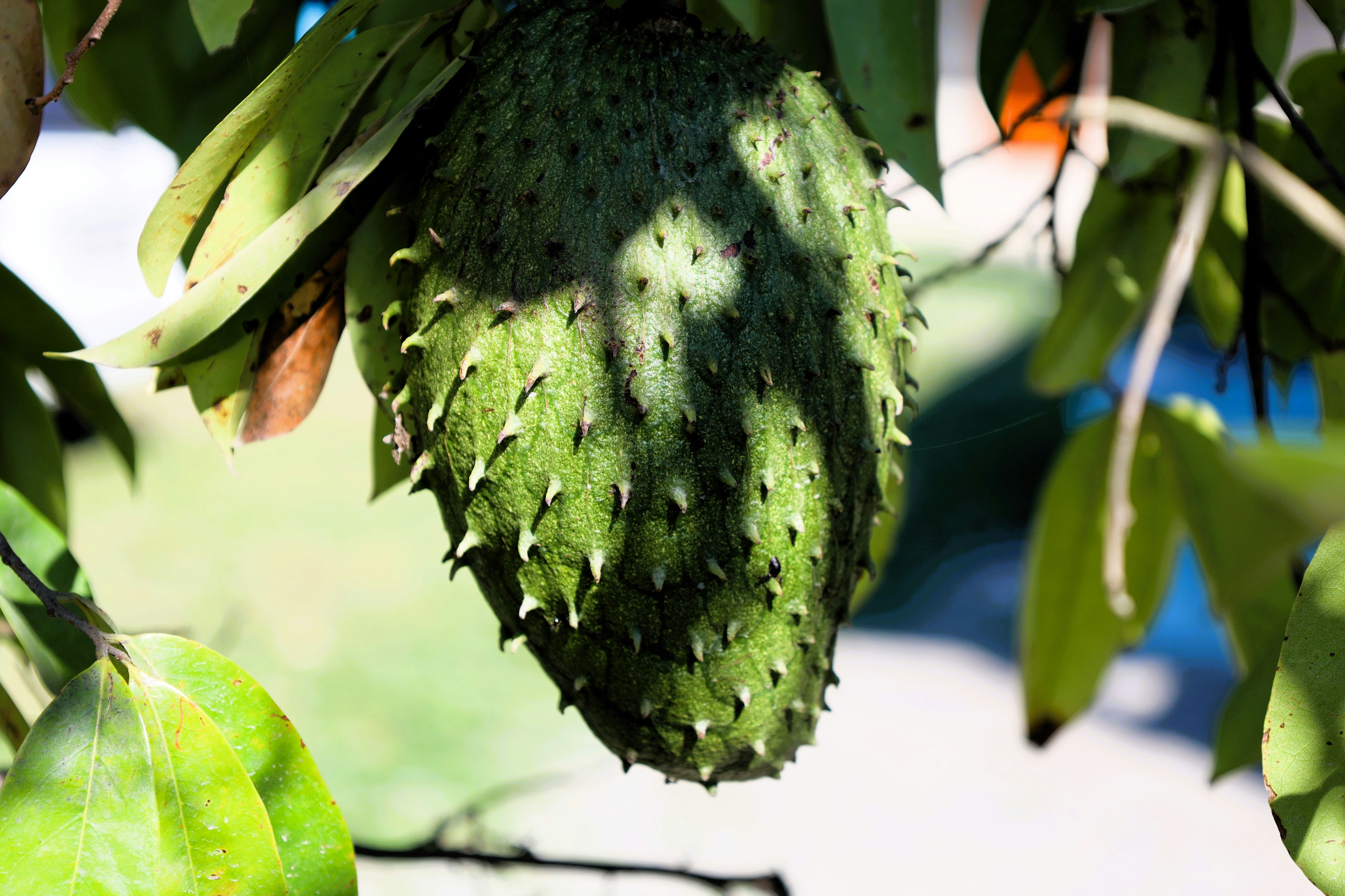 Soursop Leaves