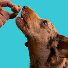 comment choisir les bonnes friandises pour mon chien, terra di natura