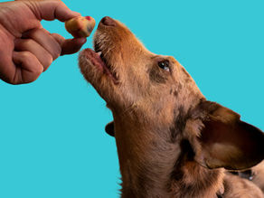 Trainer-Approved Dog Treats: What We Actually Use for Training 🐾
