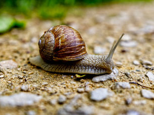 Snails In Aquaponics