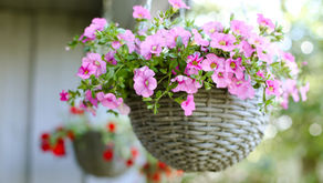 Hanging Petunia Pot