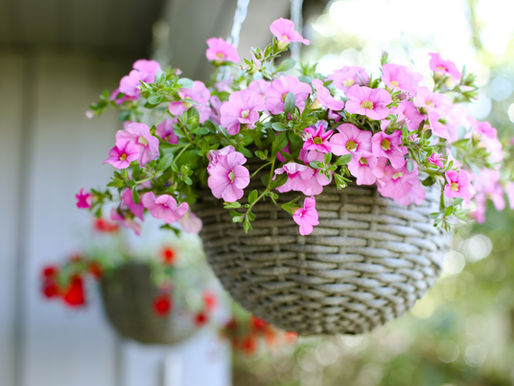 Hanging Petunia Pot