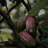 Image de Isuru Ranasinha