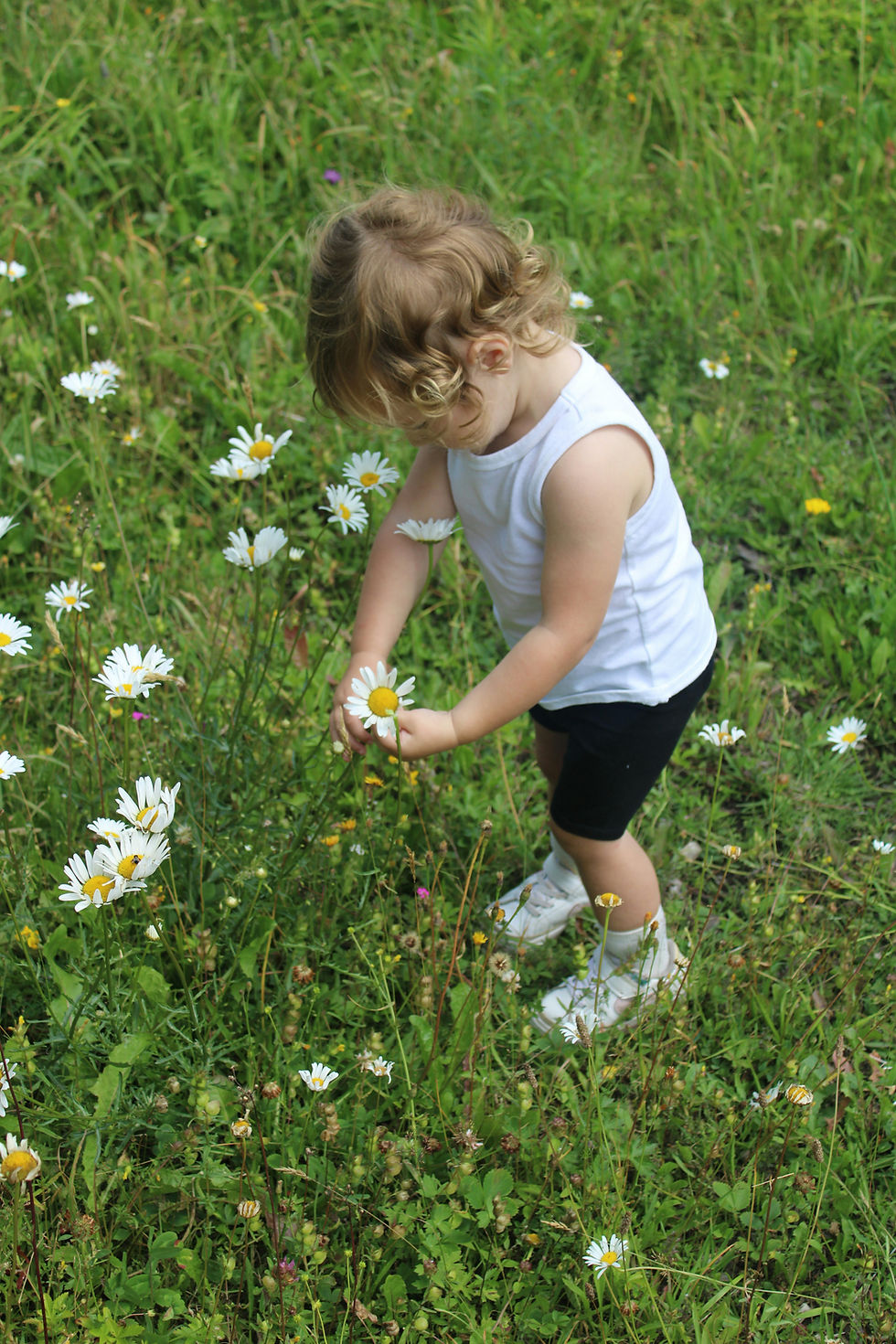 A young child gently picking white daisies while exploring a sunny meadow, surrounded by grass and wildflowers.