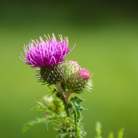 Drainages et allergies...