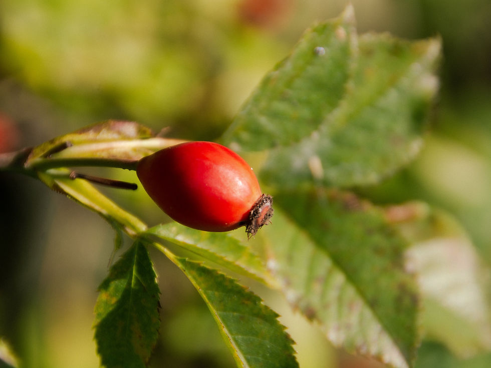 Rosehip Plant