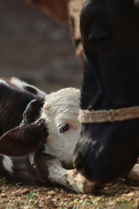 58. Los 7 pecados reproductivos: errores que cuestan fertilidad y rentabilidad