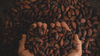 Closer Look: How Chocolate is Made