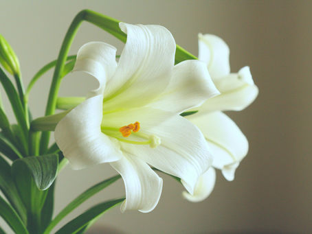 Lily Toxicity in Cats: Beautiful & Dangerous