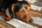 Hund mit sanftem Blick, Bild zur Trauerbewältigung nach dem Tod eines Haustiers